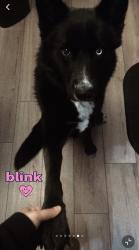 Lost Male Dog last seen Poteet on Dito rd , Poteet, TX 78065