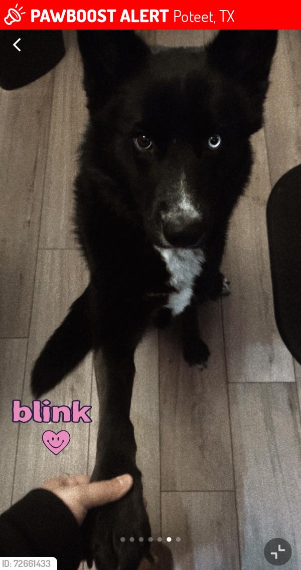 Lost Male Dog last seen Poteet on Dito rd , Poteet, TX 78065