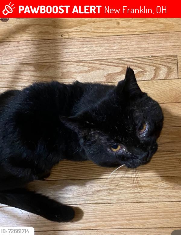 Lost Male Cat last seen Nimisila, Redbird Terrace, Grove Road, New Franklin, OH 44216