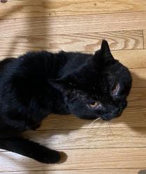 Lost Male Cat last seen Nimisila, Redbird Terrace, Grove Road, New Franklin, OH 44216