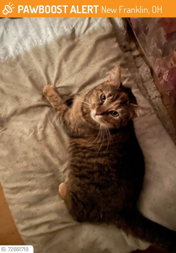 Found/Stray Female Cat last seen Nimisila, Redbird Terrace, Grove Road, New Franklin, OH 44216