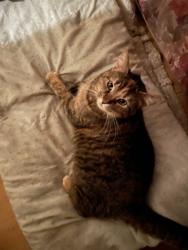 Found/Stray Female Cat last seen Nimisila, Redbird Terrace, Grove Road, New Franklin, OH 44216