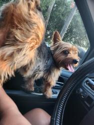 Lost Male Dog last seen Near Sunset blvd mission , Mission, TX 78574