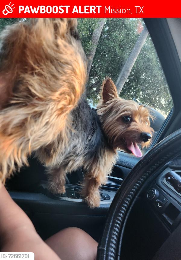 Lost Male Dog last seen Near Sunset blvd mission , Mission, TX 78574