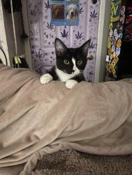 Lost Male Cat last seen Milan & King, Denver, CO 80236