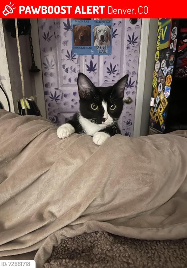 Lost Male Cat last seen Milan & King, Denver, CO 80236