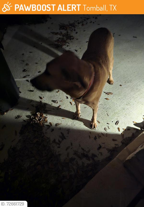 Found/Stray Male Dog last seen Pitcairn Drive Tomball Texas, Tomball, TX 77377