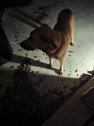 Found/Stray Male Dog last seen Pitcairn Drive Tomball Texas, Tomball, TX 77377