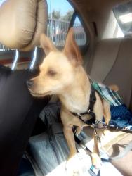 Lost Male Dog last seen Figueroa, Los Angeles, CA 90044