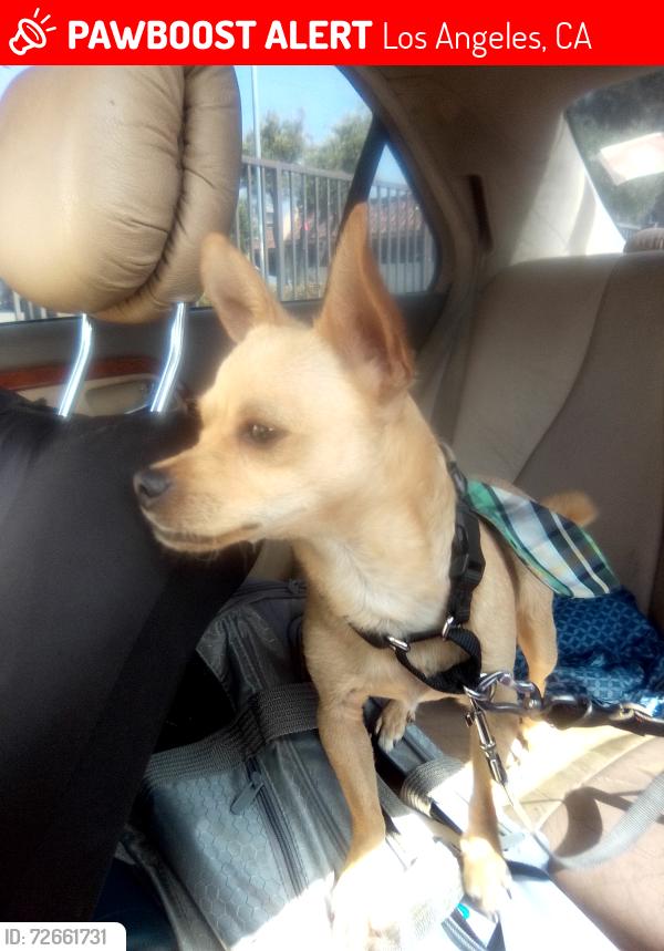 Lost Male Dog last seen Figueroa, Los Angeles, CA 90044
