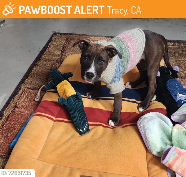 Found/Stray Female Dog last seen ELEVEN ST AND S. Lammers, Tracy, CA 95376