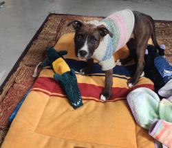 Found/Stray Female Dog last seen ELEVEN ST AND S. Lammers, Tracy, CA 95376