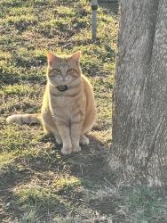 Lost Male Cat last seen Lynwood Drive, Cleburne, TX 76033