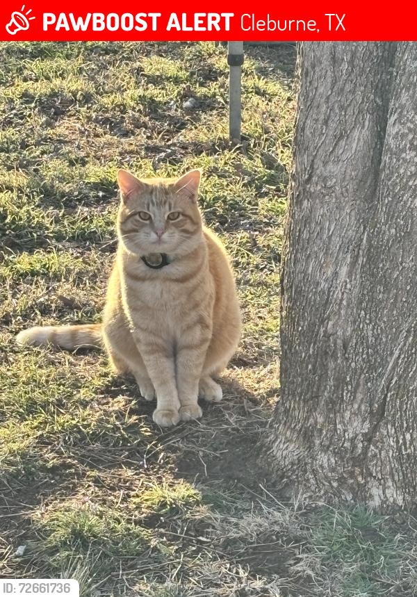 Lost Male Cat last seen Lynwood Drive, Cleburne, TX 76033