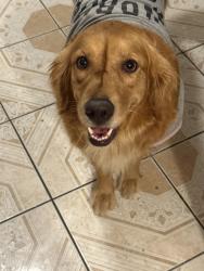 Lost Female Dog last seen Near n Waukena way, Hanford, CA 93230