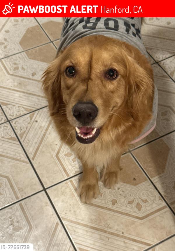 Lost Female Dog last seen Near n Waukena way, Hanford, CA 93230