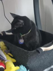 Lost Male Cat last seen Magnolia St and W Baylor Circle, Anaheim, CA, Anaheim, CA 92801