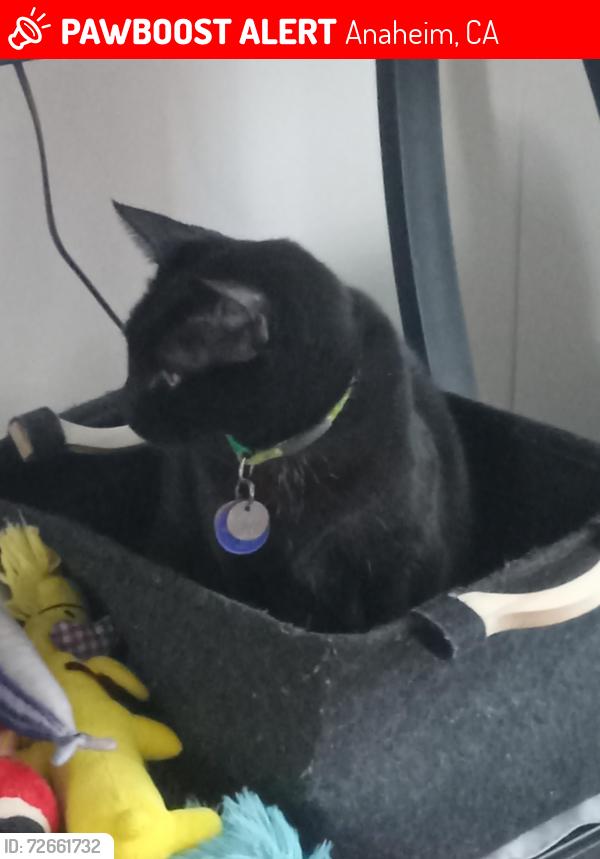 Lost Male Cat last seen Magnolia St and W Baylor Circle, Anaheim, CA, Anaheim, CA 92801