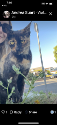 Lost Female Cat last seen Park Street and 244th , Torrance, CA 90710