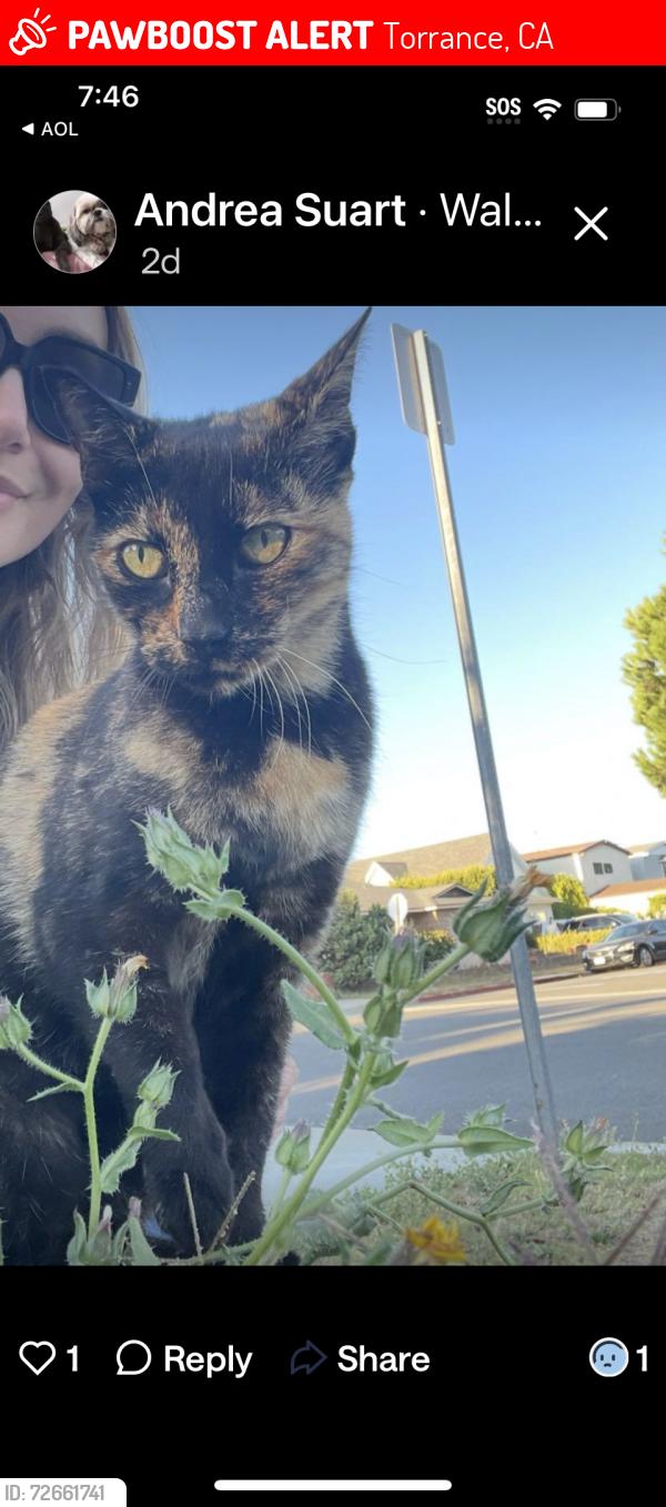 Lost Female Cat last seen Park Street and 244th , Torrance, CA 90710