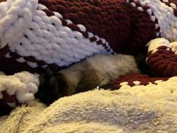 Lost Male Cat last seen Towles mill rd, Partlow, VA 22534