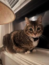 Lost Female Cat last seen Forest park, Portland, OR 97229