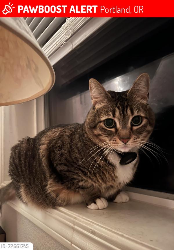 Lost Female Cat last seen Forest park, Portland, OR 97229