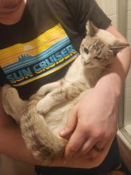 Found/Stray Female Cat last seen Sherman Way and Woodman by Starbucks , Los Angeles, CA 91401