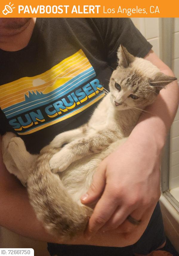 Found/Stray Female Cat last seen Sherman Way and Woodman by Starbucks , Los Angeles, CA 91401