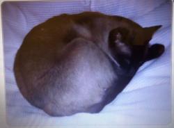 Lost Male Cat last seen  19th st bell gated place, Phoenix, AZ 85022