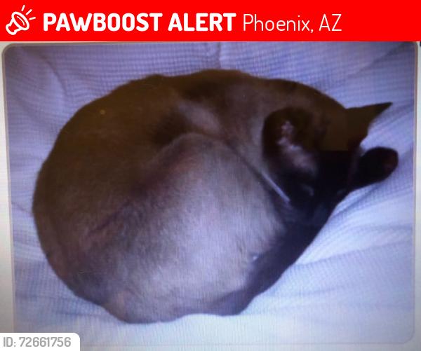 Lost Male Cat last seen  19th st bell gated place, Phoenix, AZ 85022