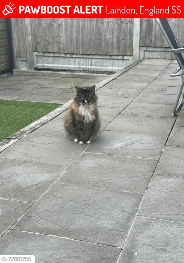 Lost Female Cat last seen Elizabeth way, Laindon, England SS15