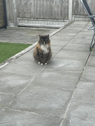 Lost Female Cat last seen Elizabeth way, Laindon, England SS15