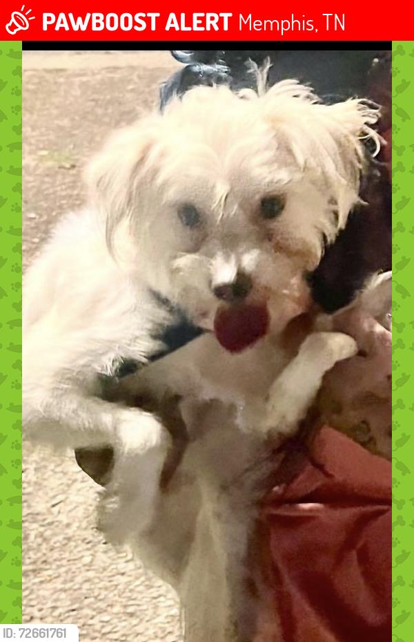 Lost Male Dog last seen Crestview and Riverdale, Memphis, TN 38119