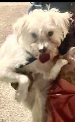 Lost Male Dog last seen Crestview and Riverdale, Memphis, TN 38119