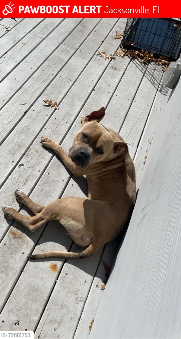 Lost Male Dog last seen Near green hill lane , Jacksonville, FL 32211