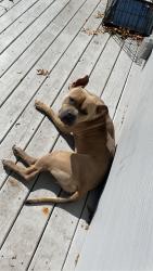 Lost Male Dog last seen Near green hill lane , Jacksonville, FL 32211