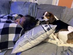 Lost Male Dog last seen wellington hill circle, Salisbury, NC 28147