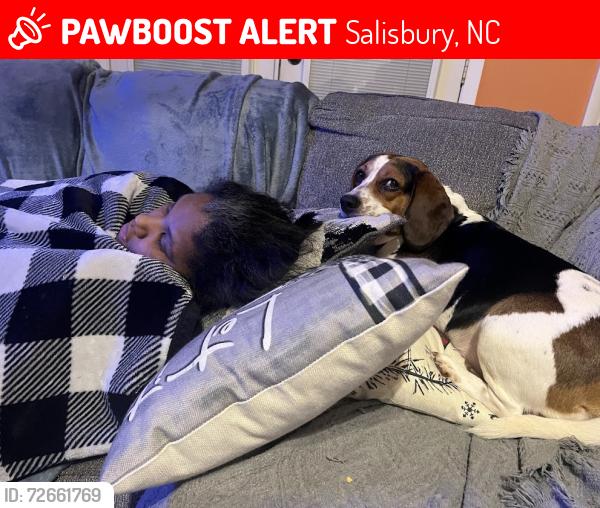 Lost Male Dog last seen wellington hill circle, Salisbury, NC 28147