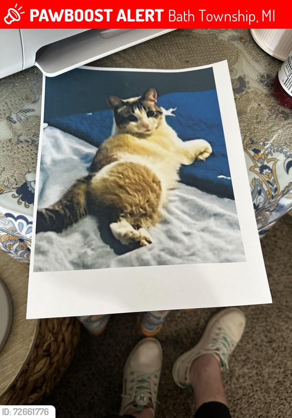 Lost Female Cat last seen Park lake , Bath Township, MI 48808