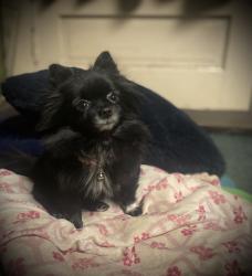Lost Female Dog last seen McDaniel mill road , Conyers, GA 30094
