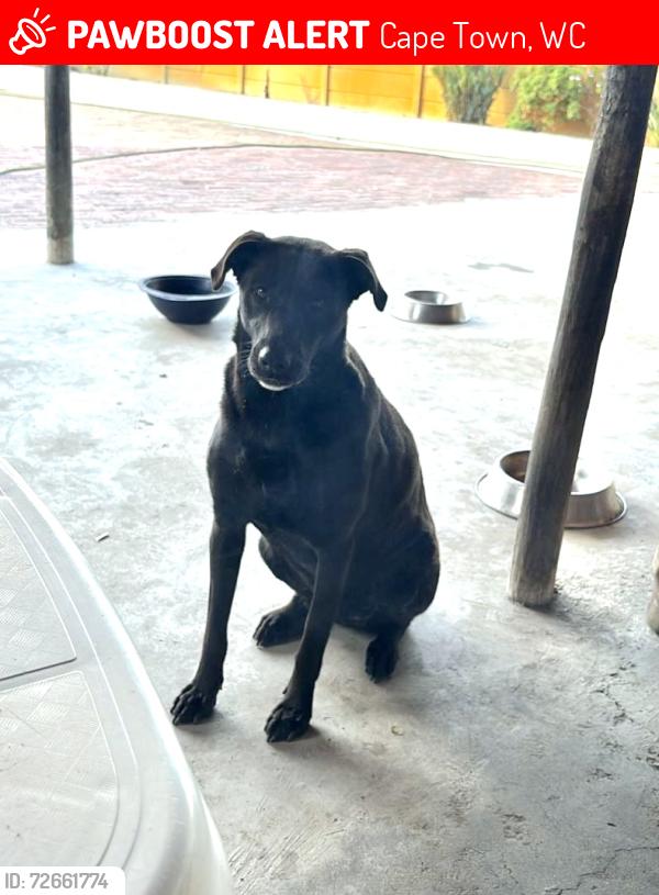 Lost Female Dog last seen Halt Road, Elsie’s River Traffic Department , Cape Town, WC 7490