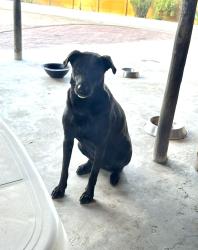 Lost Female Dog last seen Halt Road, Elsie’s River Traffic Department , Cape Town, WC 7490