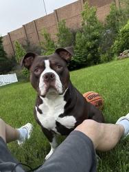 Lost Male Dog last seen Near randow rd , York, PA 17403