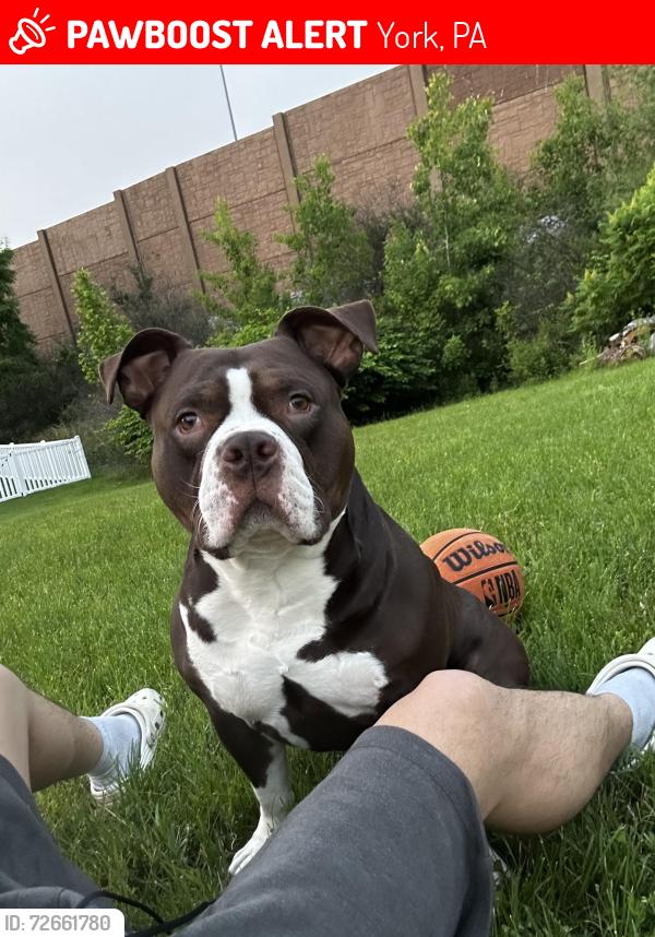 Lost Male Dog last seen Near randow rd , York, PA 17403