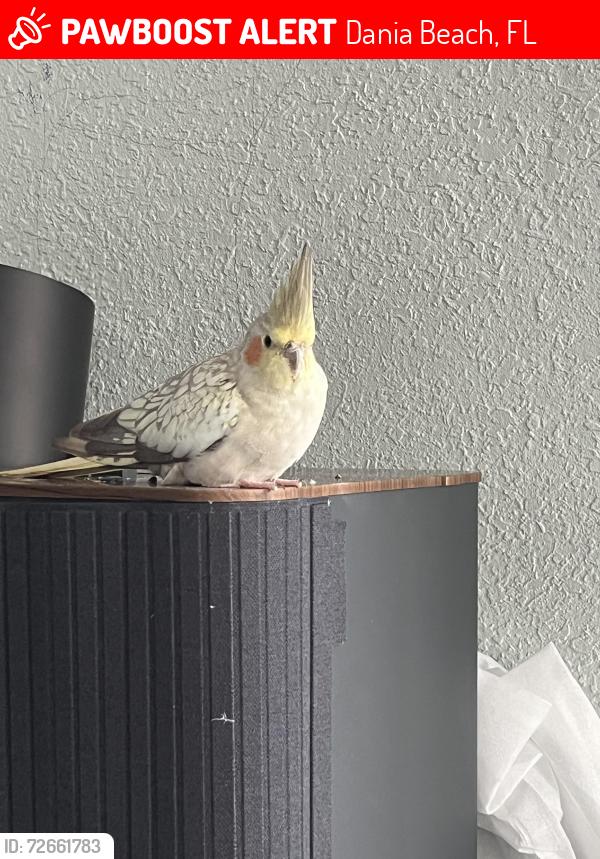 Lost Female Bird last seen Near se 2nd av, Dania Beach, FL 33004