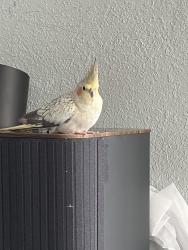 Lost Female Bird last seen Near se 2nd av, Dania Beach, FL 33004