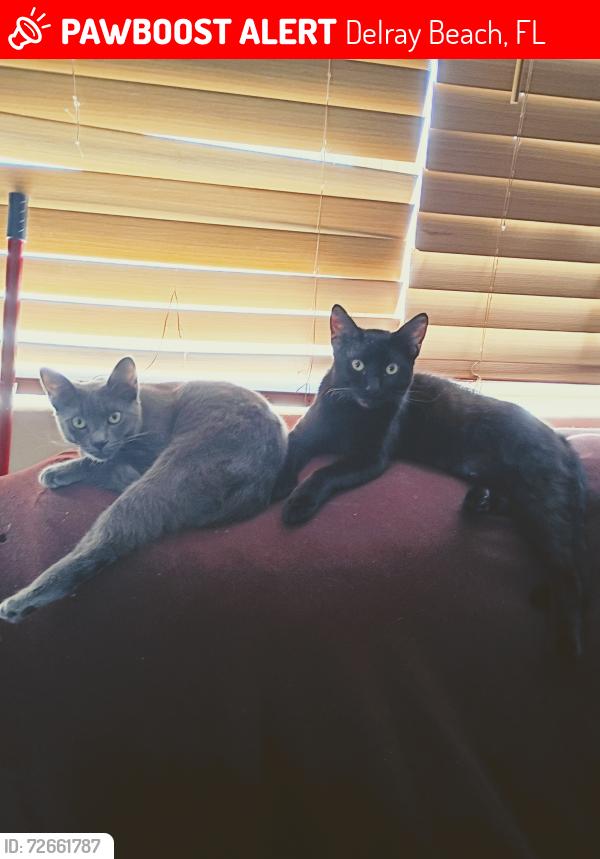 Lost Female Cat last seen Kingspoint, Brittany H - Brittany J, Delray Beach, FL 33446
