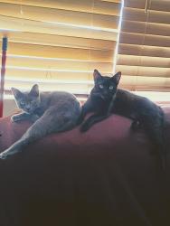 Lost Female Cat last seen Kingspoint, Brittany H - Brittany J, Delray Beach, FL 33446