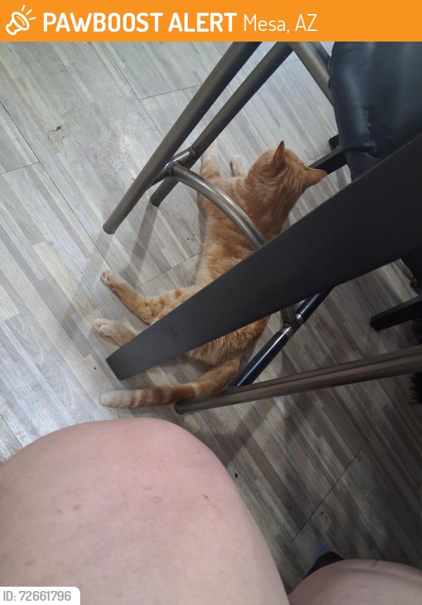Found/Stray Male Cat last seen Broadway an ashland, Mesa, AZ 85282